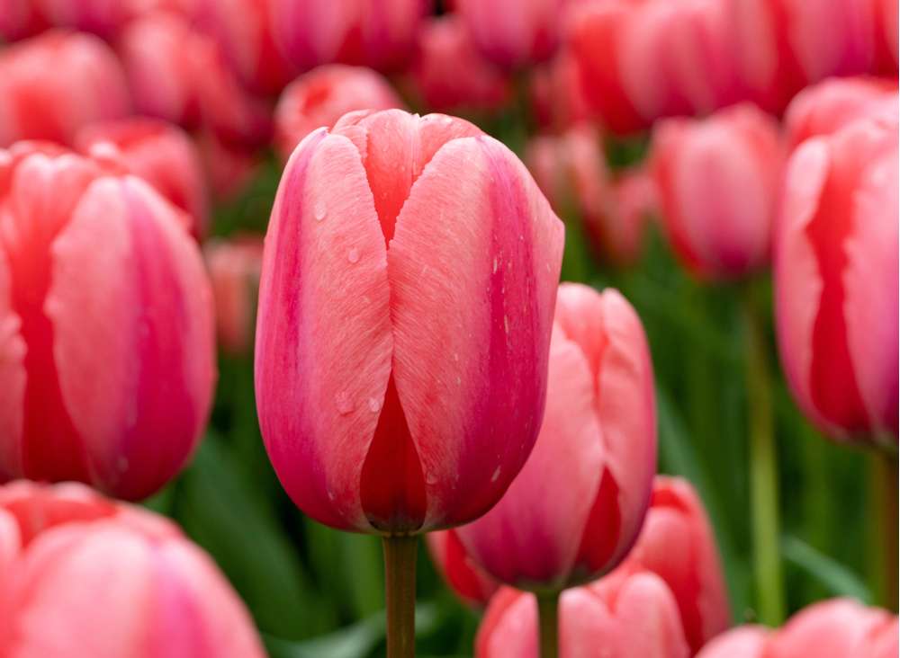 Tulipan 'Pink Impression'